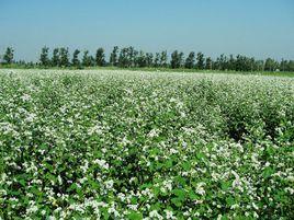 敖漢蕎麥 敖漢蕎麥