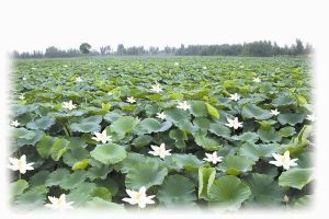 禹西生態農業觀光園