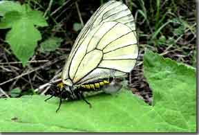 白絹蝶