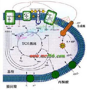（圖）有氧呼吸