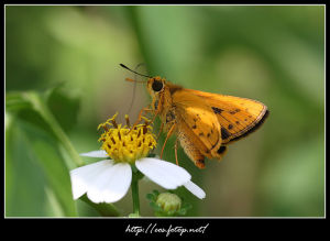 黑脈長標弄蝶 黑脈長標弄蝶