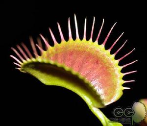 花市捕蠅草 花市捕蠅草