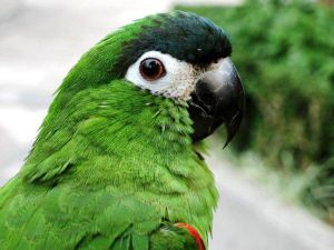 迷你小金剛鸚鵡