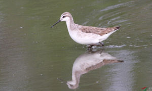 細嘴瓣蹼鷸 細嘴瓣蹼鷸