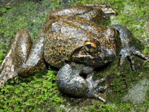 緬北棘蛙 緬北棘蛙