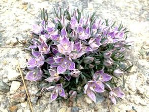 斜莖獐牙菜 斜莖獐牙菜