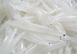 雷氏銀魚 雷氏銀魚