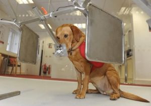 醫療偵測犬
