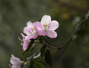 羊角杜鵑 羊角杜鵑