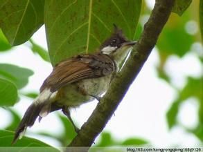 黃臀攝蜜鳥 黃臀攝蜜鳥