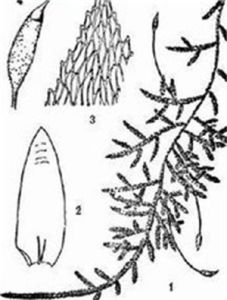 刺蒴蘚屬 刺蒴蘚屬