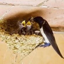 燕詩示劉叟 燕詩示劉叟