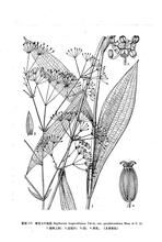 紫花大葉柴胡 紫花大葉柴胡