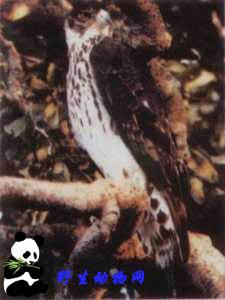 自腹山雕 自腹山雕