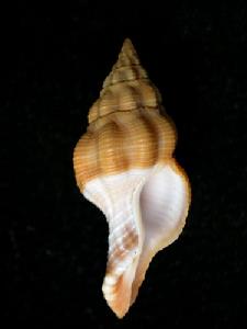 黑端旋螺 黑端旋螺