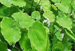 少花淫羊藿 少花淫羊藿