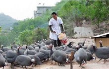 珍珠雞飼養要點