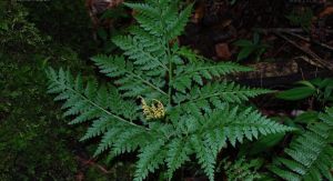 扇葉陰地蕨 扇葉陰地蕨