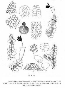 阿薩密扁萼苔 阿薩密扁萼苔