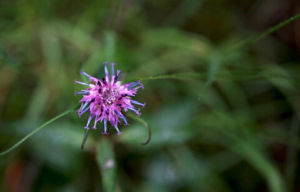 齒葉風毛菊 齒葉風毛菊