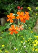 中甸燈台報春 中甸燈台報春