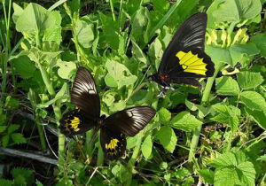 瑞氏裳鳳蝶 瑞氏裳鳳蝶