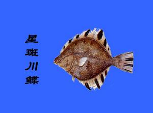 星斑川鰈 星斑川鰈