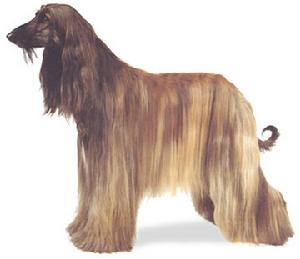 矮腳硬長毛獵犬