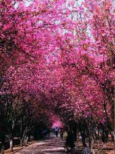 圓通花潮 圓通花潮