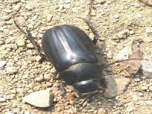 黑絨金龜 黑絨金龜