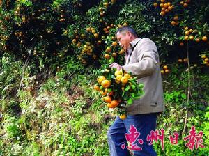 羅坑村[江西省贛縣茅店鎮羅坑村]