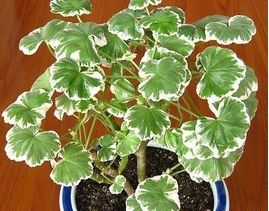 銀邊天竺葵 銀邊天竺葵