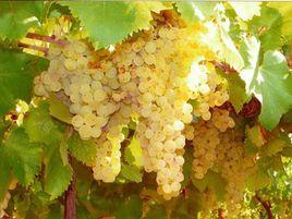 瑪爾維薩 瑪爾維薩