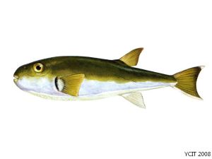 棕斑腹刺魨 棕斑腹刺魨