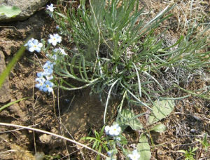 齒緣草族 齒緣草族