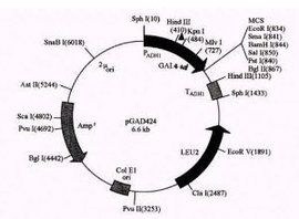 基因克隆 基因克隆