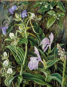 毛瓣玉鳳花 毛瓣玉鳳花