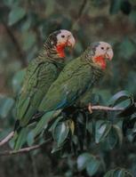 古巴亞馬遜鸚鵡