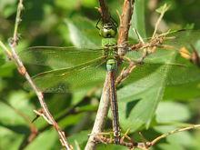 蜻蜓[差翅亞目昆蟲]