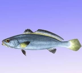 黑白凹腹鱈 黑白凹腹鱈