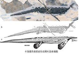 卡洛董氏扇槳龍 卡洛董氏扇槳龍