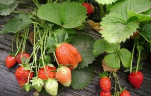 還氏綠色草莓園 還氏綠色草莓園