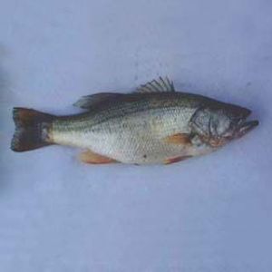 大口黑鱸(Micropterus punctulatus) 大口黑鱸(Micropterus punctulatus)