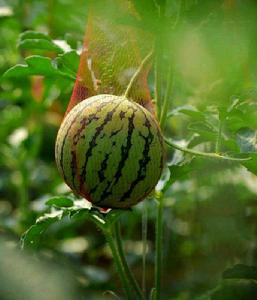 孟津西瓜 孟津西瓜