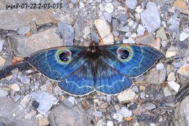 白邊魔目夜蛾 白邊魔目夜蛾