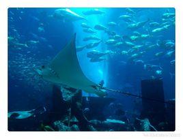 海底坐墊 海底坐墊