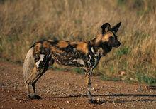 非洲野犬