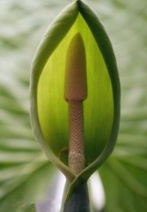 大葉樹蘿蔔 大葉樹蘿蔔