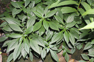 猢猻接竹 猢猻接竹