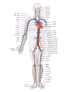 人體循環系統圖：藍色為靜脈，紅色為動脈